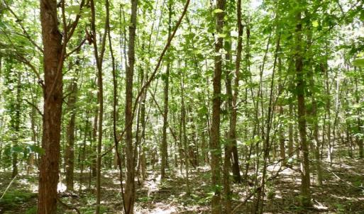 Photo #39 of SOLD property in Off Warminster Church Rd, Buckingham, VA 49.5 acres