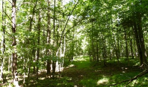 Photo #41 of SOLD property in Off Warminster Church Rd, Buckingham, VA 49.5 acres