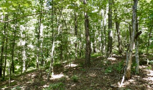 Photo #43 of SOLD property in Off Warminster Church Rd, Buckingham, VA 49.5 acres