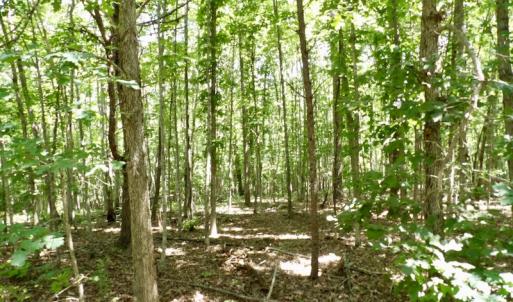 Photo #45 of SOLD property in Off Warminster Church Rd, Buckingham, VA 49.5 acres