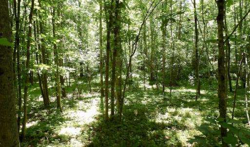 Photo #46 of SOLD property in Off Warminster Church Rd, Buckingham, VA 49.5 acres