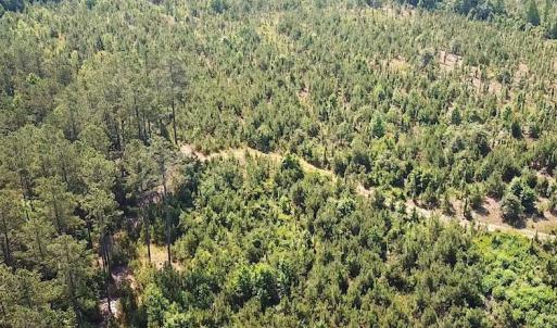 Photo #5 of SOLD property in Off Brink Road, Emporia, VA 190.0 acres