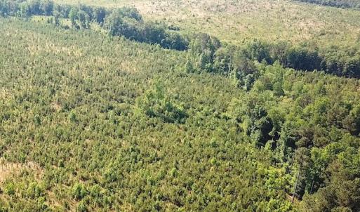 Photo #9 of SOLD property in Off Brink Road, Emporia, VA 190.0 acres