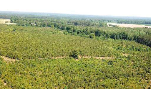 Photo #10 of SOLD property in Off Brink Road, Emporia, VA 190.0 acres
