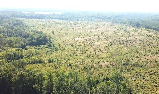 Photo #11 of SOLD property in Off Brink Road, Emporia, VA 190.0 acres