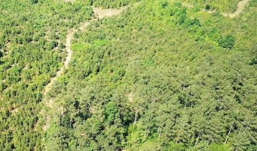 Photo #12 of SOLD property in Off Brink Road, Emporia, VA 190.0 acres