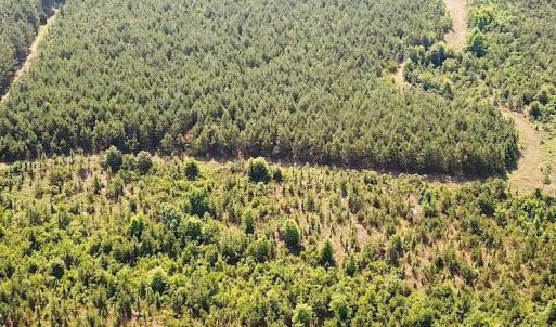 Photo #13 of SOLD property in Off Brink Road, Emporia, VA 190.0 acres