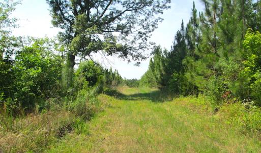 Photo #18 of SOLD property in Off Brink Road, Emporia, VA 190.0 acres