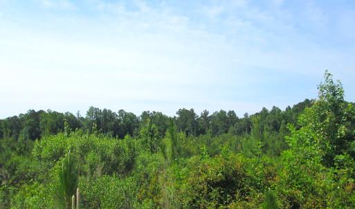 Photo #20 of SOLD property in Off Brink Road, Emporia, VA 190.0 acres