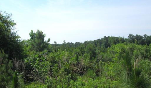 Photo #21 of SOLD property in Off Brink Road, Emporia, VA 190.0 acres
