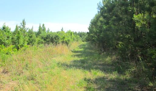 Photo #22 of SOLD property in Off Brink Road, Emporia, VA 190.0 acres