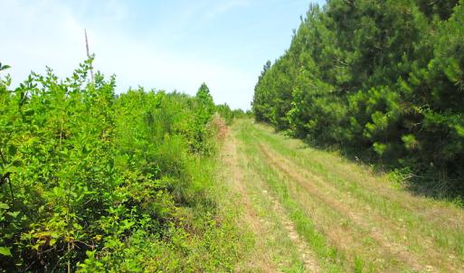 Photo #23 of SOLD property in Off Brink Road, Emporia, VA 190.0 acres