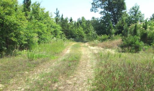 Photo #29 of SOLD property in Off Brink Road, Emporia, VA 190.0 acres