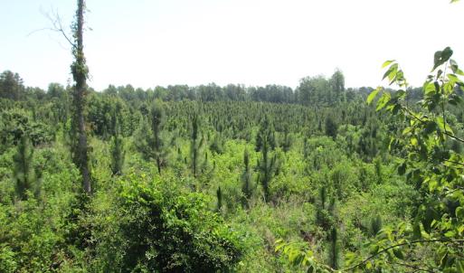 Photo #31 of SOLD property in Off Brink Road, Emporia, VA 190.0 acres