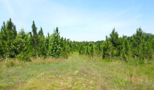 Photo #33 of SOLD property in Off Brink Road, Emporia, VA 190.0 acres