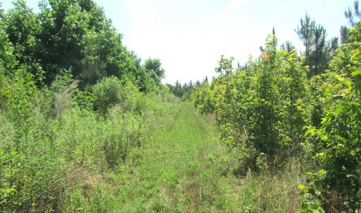Photo #38 of SOLD property in Off Brink Road, Emporia, VA 190.0 acres