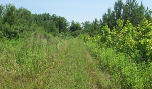 Photo #39 of SOLD property in Off Brink Road, Emporia, VA 190.0 acres