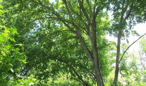 Photo #42 of SOLD property in Off Brink Road, Emporia, VA 190.0 acres