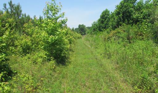 Photo #44 of SOLD property in Off Brink Road, Emporia, VA 190.0 acres
