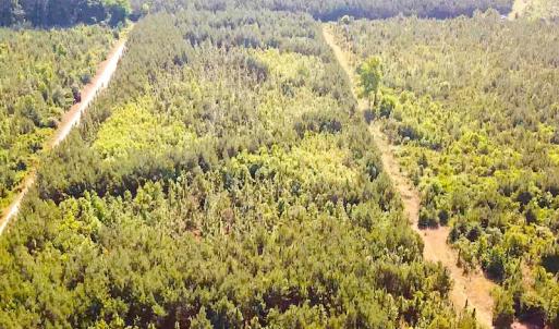 Photo #3 of SOLD property in Off Brink Road, Emporia, VA 97.0 acres