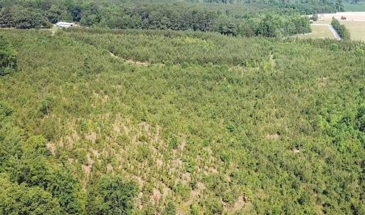 Photo #10 of SOLD property in Off Brink Road, Emporia, VA 97.0 acres