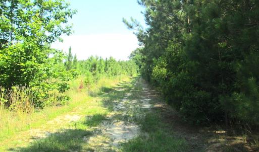 Photo #17 of SOLD property in Off Brink Road, Emporia, VA 97.0 acres