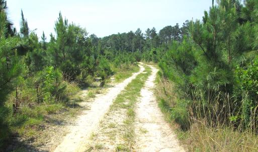Photo #19 of SOLD property in Off Brink Road, Emporia, VA 97.0 acres