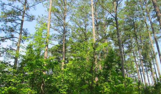 Photo #23 of SOLD property in Off Brink Road, Emporia, VA 97.0 acres