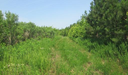 Photo #33 of SOLD property in Off Brink Road, Emporia, VA 97.0 acres