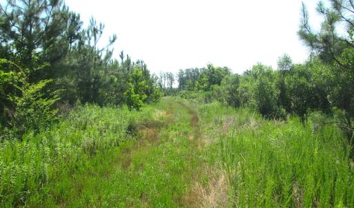 Photo #34 of SOLD property in Off Brink Road, Emporia, VA 97.0 acres