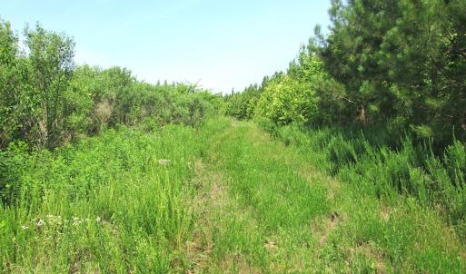 Photo #35 of SOLD property in Off Brink Road, Emporia, VA 97.0 acres