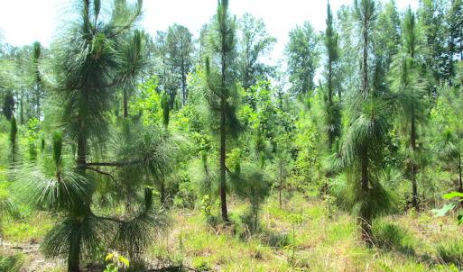 Photo #42 of SOLD property in Off Brink Road, Emporia, VA 97.0 acres