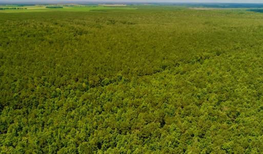 Photo #8 of Off Hwy 264, Swan Quarter, NC 252.0 acres