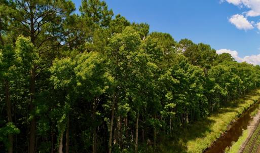 Photo #14 of Off Hwy 264, Swan Quarter, NC 252.0 acres