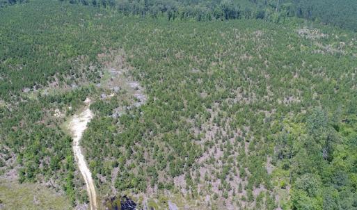 Photo #11 of SOLD property in Off Liberty Hall Road, King and Queen, VA 187.0 acres
