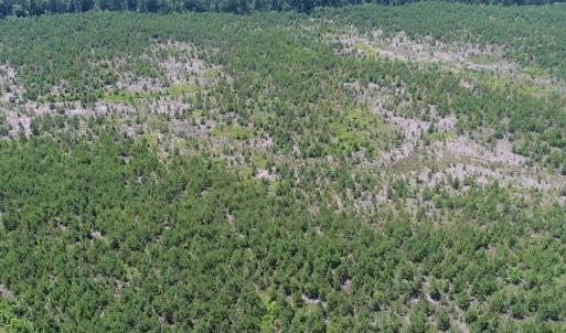 Photo #13 of SOLD property in Off Liberty Hall Road, King and Queen, VA 187.0 acres