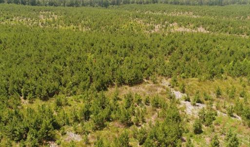 Photo #17 of SOLD property in Off Liberty Hall Road, King and Queen, VA 187.0 acres