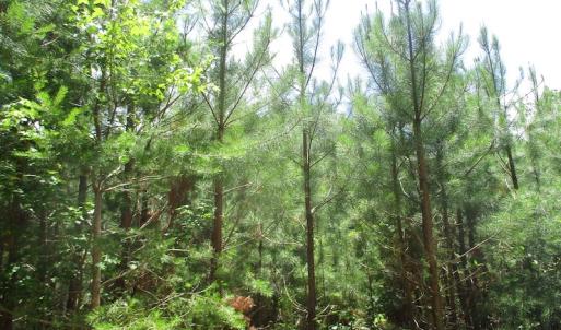Photo #21 of SOLD property in Off Liberty Hall Road, King and Queen, VA 187.0 acres