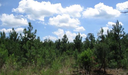 Photo #22 of SOLD property in Off Liberty Hall Road, King and Queen, VA 187.0 acres