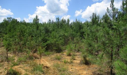 Photo #35 of SOLD property in Off Liberty Hall Road, King and Queen, VA 187.0 acres