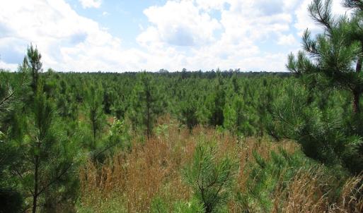 Photo #38 of SOLD property in Off Liberty Hall Road, King and Queen, VA 187.0 acres