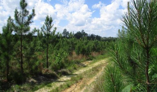 Photo #39 of SOLD property in Off Liberty Hall Road, King and Queen, VA 187.0 acres