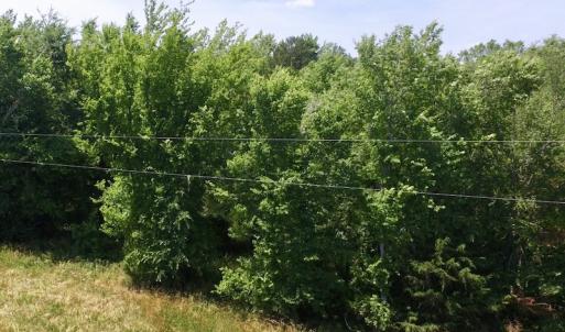Photo #37 of SOLD property in Old Mill Rd, Halifax, VA 20.0 acres