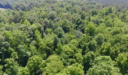 Photo #8 of SOLD property in Old Mill Rd, Halifax, VA 20.0 acres