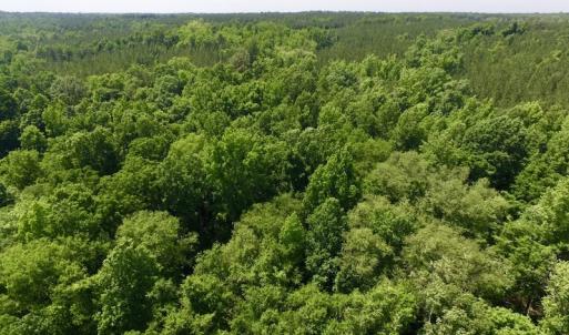 Photo #9 of SOLD property in Old Mill Rd, Halifax, VA 20.0 acres