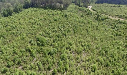 Photo #14 of SOLD property in New Grove Rd, Kenbridge, VA 56.0 acres