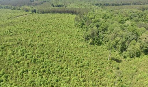 Photo #4 of SOLD property in New Grove Rd, Kenbridge, VA 56.0 acres