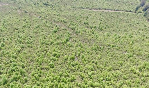 Photo #41 of SOLD property in New Grove Rd, Kenbridge, VA 56.0 acres