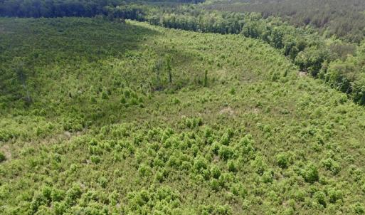 Photo #12 of SOLD property in New Grove Rd, Kenbridge, VA 58.0 acres