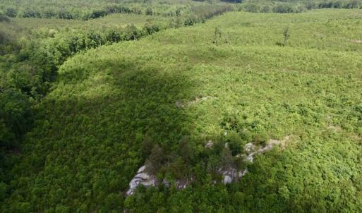Photo #17 of SOLD property in New Grove Rd, Kenbridge, VA 58.0 acres